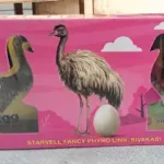 Emu Egg
